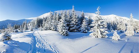 panoramic winter tree landscape - Morning winter mountain panorama with fir trees on slope. Stock Photo - Budget Royalty-Free & Subscription, Code: 400-06633512