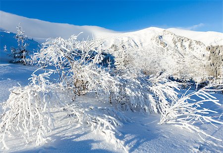 simsearch:400-06861143,k - Morning winter mountain landscape with snowy bush in front. Foto de stock - Super Valor sin royalties y Suscripción, Código: 400-06633513