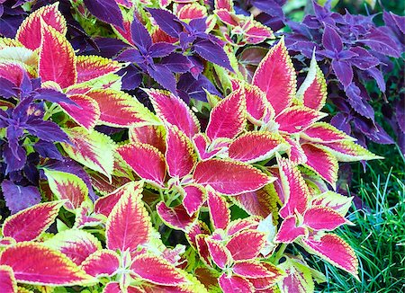 simsearch:400-04416181,k - Red coleus and purple plant closeup (nature background) Fotografie stock - Microstock e Abbonamento, Codice: 400-06633565