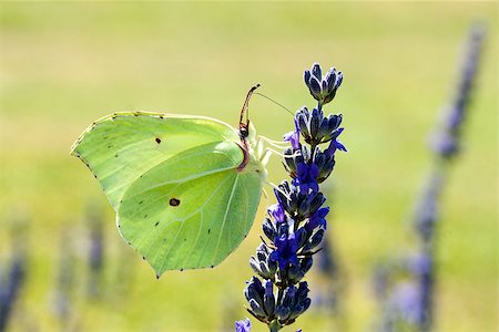 butterfly eating on a flower in a meadow Foto de stock - Royalty-Free Super Valor e Assinatura, Número: 400-06644880