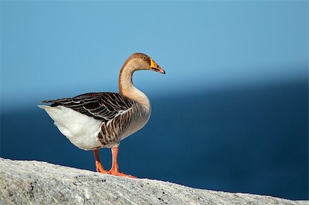 Domesticated greylag goose (Anser anser) against a background of blue water and sky Photographie de stock - Aubaine LD & Abonnement, Code: 400-06645229