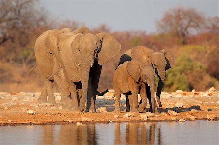 simsearch:400-07430708,k - African elephants (Loxodonta africana) at a waterhole, Etosha National Park, Namibia Stock Photo - Budget Royalty-Free & Subscription, Code: 400-06645231