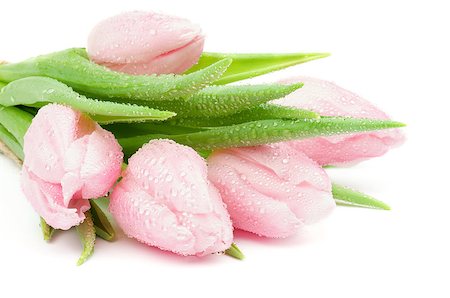 simsearch:400-08011304,k - Heap of Beautiful Spring Pink Tulips with Droplets closeup on white background Stock Photo - Budget Royalty-Free & Subscription, Code: 400-06640114