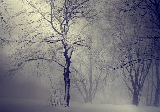 Tree in winter Stock Photo - Royalty-Free, Artist: asteria, Image code: 400-06640188