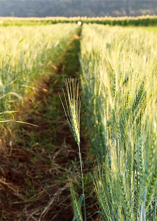 simsearch:400-06760836,k - Green barley field in spring on a sunny day Photographie de stock - Aubaine LD & Abonnement, Code: 400-06641017