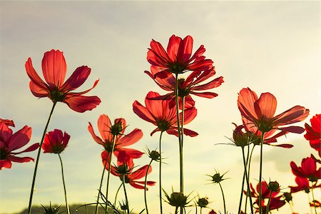 Red cosmos flowers under summer sky in Thailand Photographie de stock - Aubaine LD & Abonnement, Code: 400-06641021