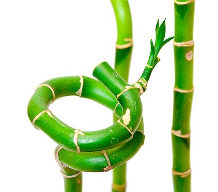 Lucky Bamboo Plant (Dracaena sanderiana), isolated on white background Stock Photo - Budget Royalty-Free & Subscription, Code: 400-06641214