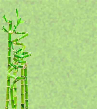 Lucky Bamboo Plant (Dracaena sanderiana), on light green abstract background Stock Photo - Budget Royalty-Free & Subscription, Code: 400-06641211