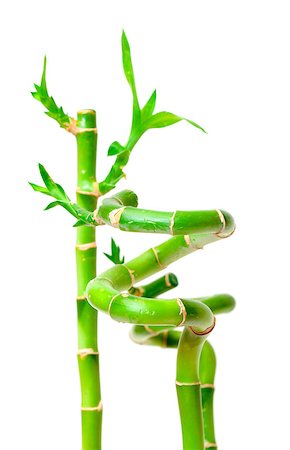 Lucky Bamboo Plant (Dracaena sanderiana), isolated on white background Stock Photo - Budget Royalty-Free & Subscription, Code: 400-06641212