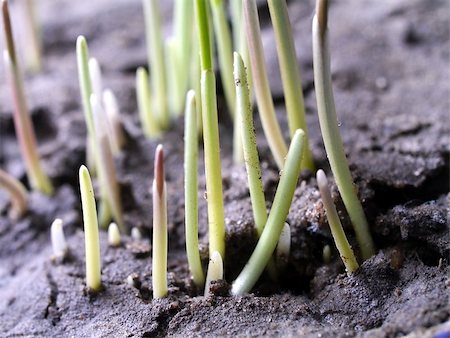 cracked  dry ground with grass Stock Photo - Budget Royalty-Free & Subscription, Code: 400-06641435