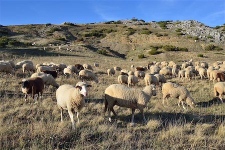 Sheep on the Bistra mountain from Mcedonia in summer Stock Photo - Budget Royalty-Free & Subscription, Code: 400-06642024