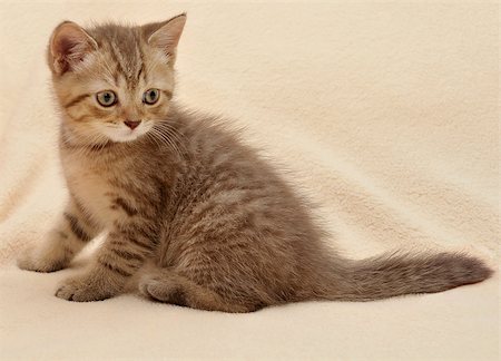 British kitten sitting on beige background Foto de stock - Royalty-Free Super Valor e Assinatura, Número: 400-06642358