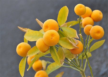 Cose-up of a branch with mature mandarins. Foto de stock - Royalty-Free Super Valor e Assinatura, Número: 400-06642360