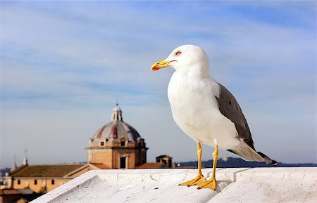 image of seagull on the background of dome of the cathedral in Rome. Italy. Stock Photo - Budget Royalty-Free & Subscription, Code: 400-06642382