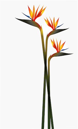 simsearch:400-04502346,k - Bird of Paradise transparent flower isolated over white background. EPS10 file version. This illustration contains transparencies and is layered for easy manipulation and custom coloring Stock Photo - Budget Royalty-Free & Subscription, Code: 400-06642455