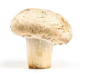 simsearch:400-07430898,k - Single fresh mushroom on white background with copy space Photographie de stock - Aubaine LD & Abonnement, Code: 400-06642555
