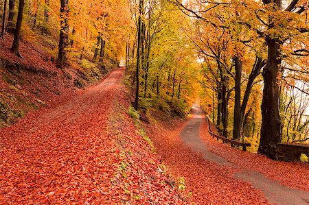 autumn season, colors and shades of nature Foto de stock - Royalty-Free Super Valor e Assinatura, Número: 400-06642801