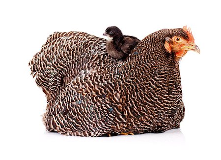 simsearch:400-04621574,k - Young black baby chicken perched on top of mother hen Stock Photo - Budget Royalty-Free & Subscription, Code: 400-06642885