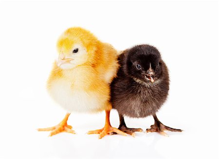 simsearch:400-04621574,k - Cute yellow and black fluffy baby chickens on isolated background Stock Photo - Budget Royalty-Free & Subscription, Code: 400-06642886