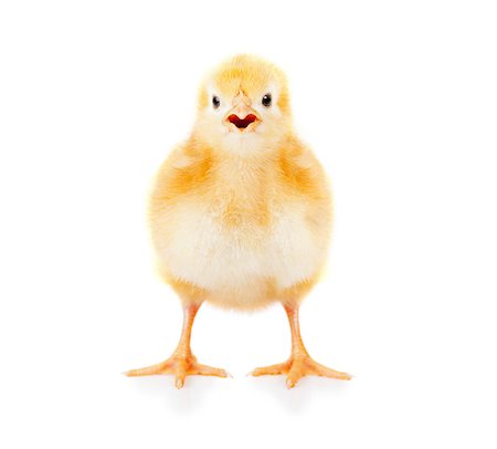 peck - Young baby yellow chicken chirping Stock Photo - Budget Royalty-Free & Subscription, Code: 400-06642883