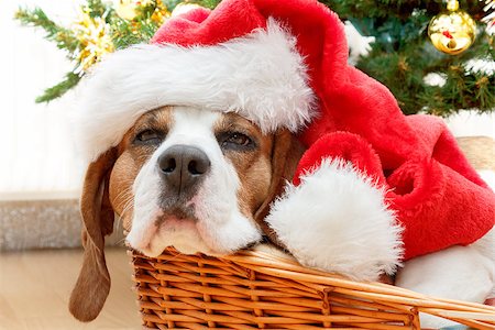 pointer dogs colors - sleeping dog weared to to red santa hat with christmas tree in background Stock Photo - Budget Royalty-Free & Subscription, Code: 400-06643296