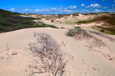 simsearch:400-07046539,k - sand dunes with dry bushes bu Zandvoort aan Zee, Netherlands Stock Photo - Budget Royalty-Free & Subscription, Code: 400-06643404