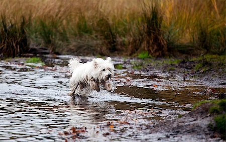 West Highland White Terrier running on water Stock Photo - Budget Royalty-Free & Subscription, Code: 400-06643414