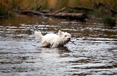 simsearch:400-06643414,k - West Highland White Terrier swims with steak in water Foto de stock - Super Valor sin royalties y Suscripción, Código: 400-06643415