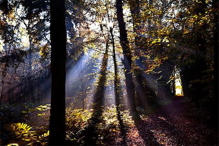 drenthe - star sunbeams in forest at sunrise Foto de stock - Royalty-Free Super Valor e Assinatura, Número: 400-06643411
