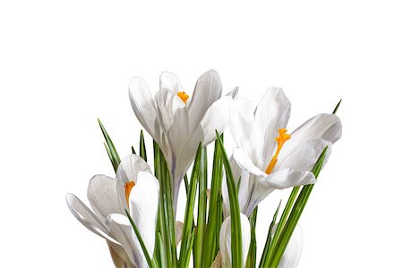 simsearch:400-04067084,k - white crocuses close up isolated on white background Stock Photo - Budget Royalty-Free & Subscription, Code: 400-06643611