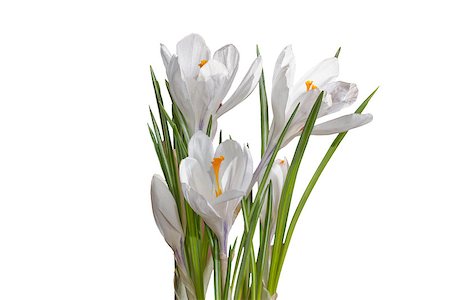 simsearch:400-04067084,k - white crocuses close up isolated on white background Stock Photo - Budget Royalty-Free & Subscription, Code: 400-06643612