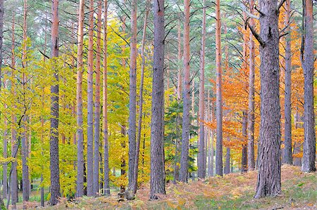 simsearch:400-04750237,k - colors of autumn birch forest Foto de stock - Super Valor sin royalties y Suscripción, Código: 400-06643687