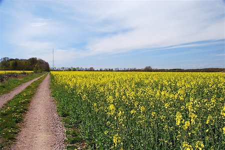 Dirt road at a blossom rape field. From the island öland in sweden. Foto de stock - Super Valor sin royalties y Suscripción, Código: 400-06643732