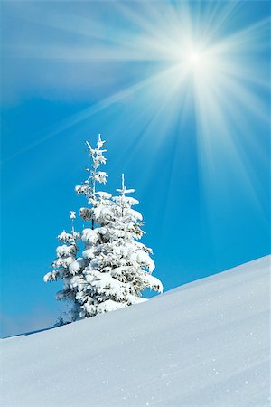 simsearch:400-04639977,k - winter snow covered fir trees on mountainside on blue sky with sunshine background Photographie de stock - Aubaine LD & Abonnement, Code: 400-06643801