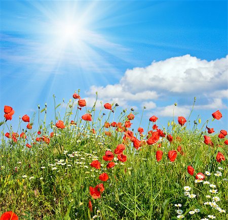 Summer beautiful red poppy and white camomile flowers on blue sky with sunshine background Foto de stock - Super Valor sin royalties y Suscripción, Código: 400-06643802