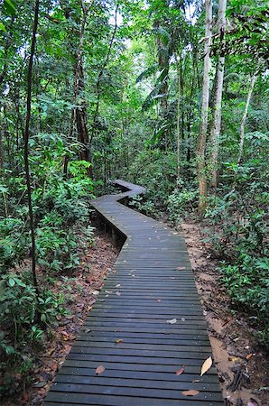 elevated walkways forest - zig zag walkway in a forested area near Lower Peirce Reservoir, Singapore Stock Photo - Budget Royalty-Free & Subscription, Code: 400-06643851