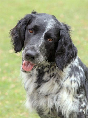 simsearch:400-06557689,k - Small Munsterlander dog in the garden Photographie de stock - Aubaine LD & Abonnement, Code: 400-06685691