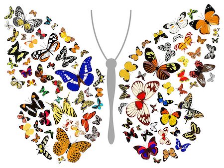 simsearch:400-08706648,k - Layered vector illustration of Butterfly. Foto de stock - Royalty-Free Super Valor e Assinatura, Número: 400-06685788