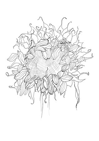 simsearch:400-04776678,k - pencil drawing sunflower sketch Stock Photo - Budget Royalty-Free & Subscription, Code: 400-06686129