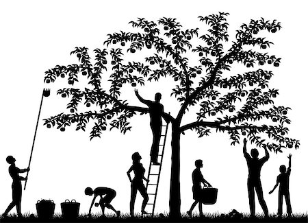fruit tree silhouette - Editable vector silhouettes of a family harvesting apples from a tree with people and fruit as separate objects Stock Photo - Budget Royalty-Free & Subscription, Code: 400-06686456