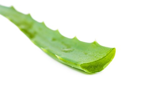 simsearch:400-08284120,k - Closeup view of fresh succulent leaf of aloe Foto de stock - Super Valor sin royalties y Suscripción, Código: 400-06687687