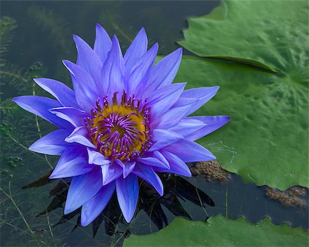 Blue lotus petals and purple pollen and green leave Fotografie stock - Microstock e Abbonamento, Codice: 400-06694077