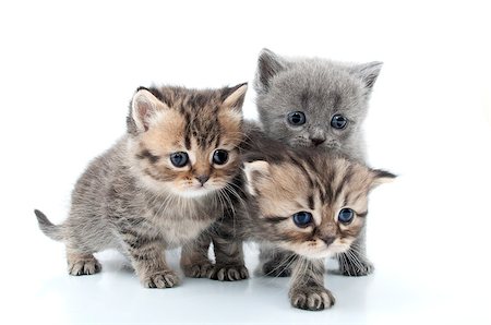 isolated studio portrait of  kittens walking together Foto de stock - Super Valor sin royalties y Suscripción, Código: 400-06694504