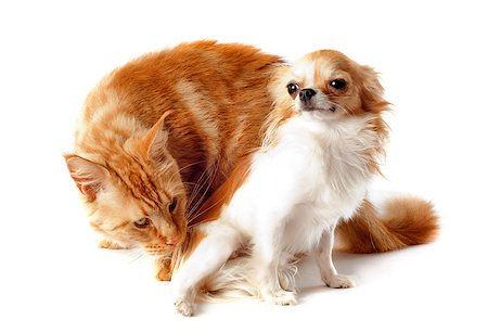 dog and cat together - portrait of a purebred  maine coon cat and chihuahua on a white background Stock Photo - Budget Royalty-Free & Subscription, Code: 400-06694570