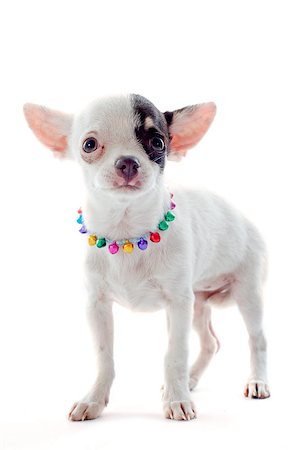 simsearch:400-06395792,k - portrait of a cute purebred  puppy chihuahua in front of white background Foto de stock - Super Valor sin royalties y Suscripción, Código: 400-06694582