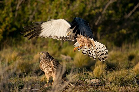 Male cinereous harrier flying at female harrier in the Laguna Nimez in Patagonia, Argentina Stock Photo - Budget Royalty-Free & Subscription, Code: 400-06694595