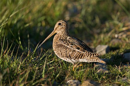el calafate - South American  snipe on the grass in the laguna Nimez in Patagonia, Argentina. Scientifical name Gallinago Paraguaiae Foto de stock - Super Valor sin royalties y Suscripción, Código: 400-06694593