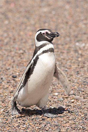 magellanic penguin standing in punta tombo, patagonia, argentina Photographie de stock - Aubaine LD & Abonnement, Code: 400-06694603