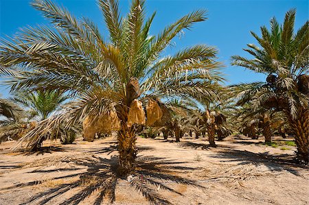 Plantation of Date Palms in the Jordan Valley, Israel Photographie de stock - Aubaine LD & Abonnement, Code: 400-06694783