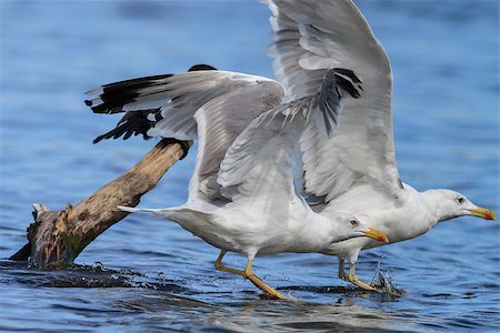 simsearch:400-07918094,k - seagulls in flight in the Danube Delta, Romania Foto de stock - Super Valor sin royalties y Suscripción, Código: 400-06694853